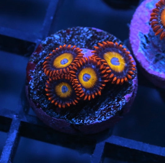 BBB (Blonde Blue Eyed B*tches) Zoanthids