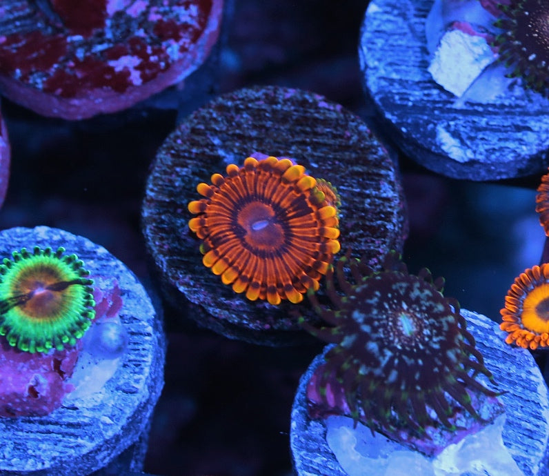 Burning Embers Zoanthids