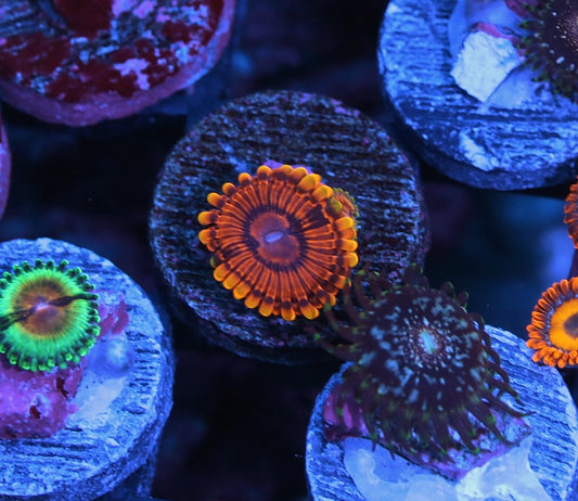 Burning Embers Zoanthids