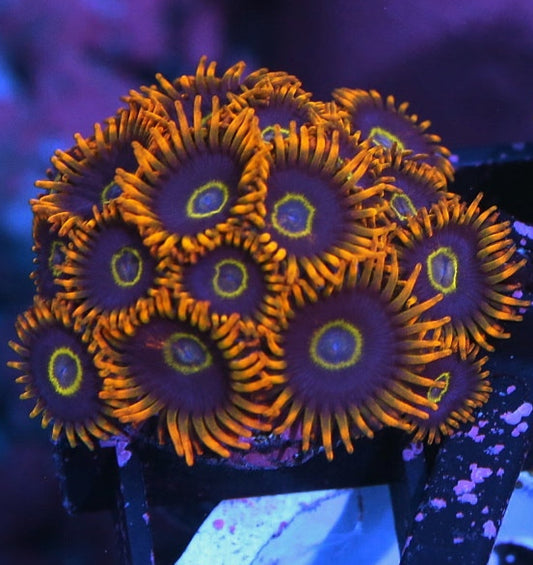 Rainbow Hornets Zoanthids