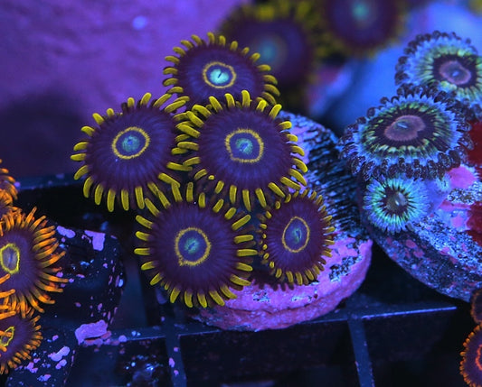 Blue Hornets Zoanthids