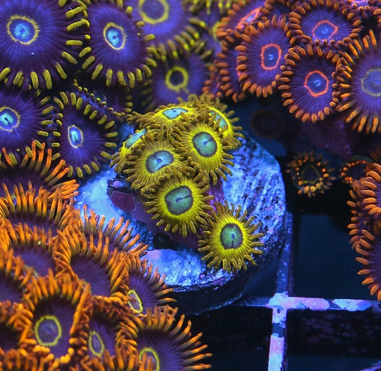 Pikachu Zoanthids