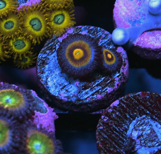 Wolverine Zoanthid