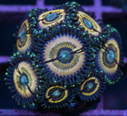 LC Petroglyph Zoanthids