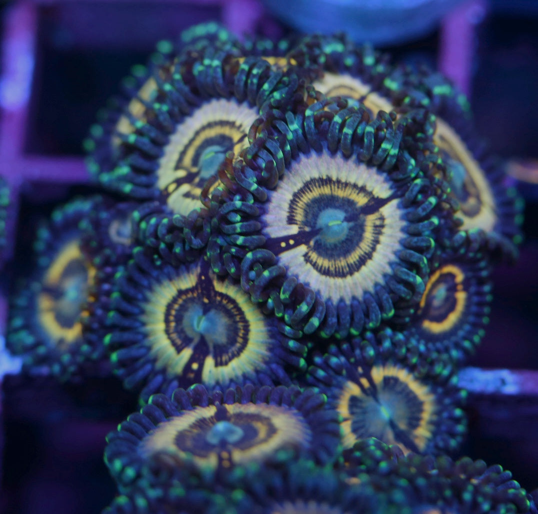 LC Petroglyph Zoanthids