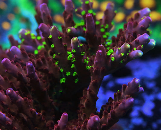 Reef Raft Robin Hood Acro (green polyps)