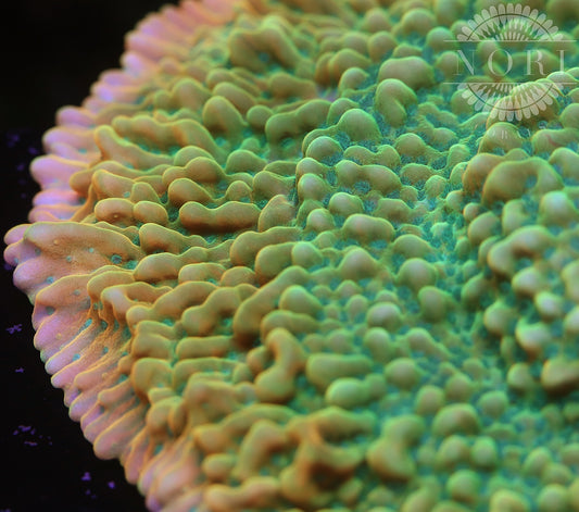Jason Fox Beach Bum Montipora