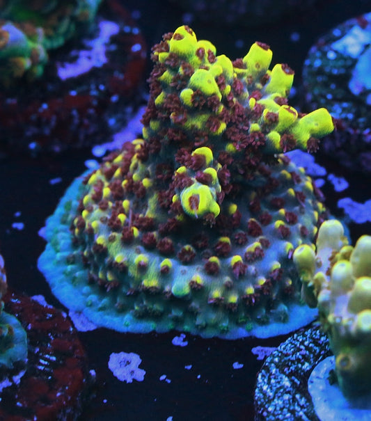RMF Tiger's Blood Acro