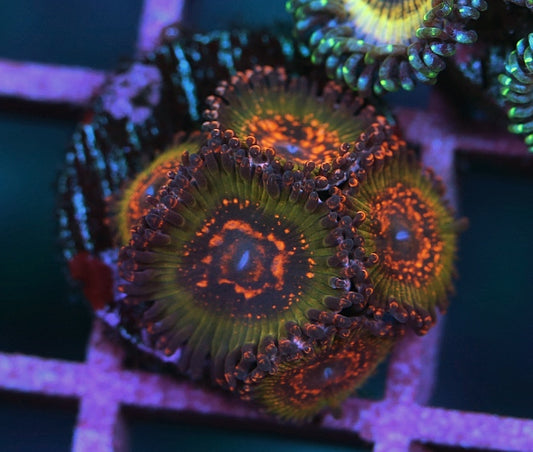 JF Askrak Zoanthid