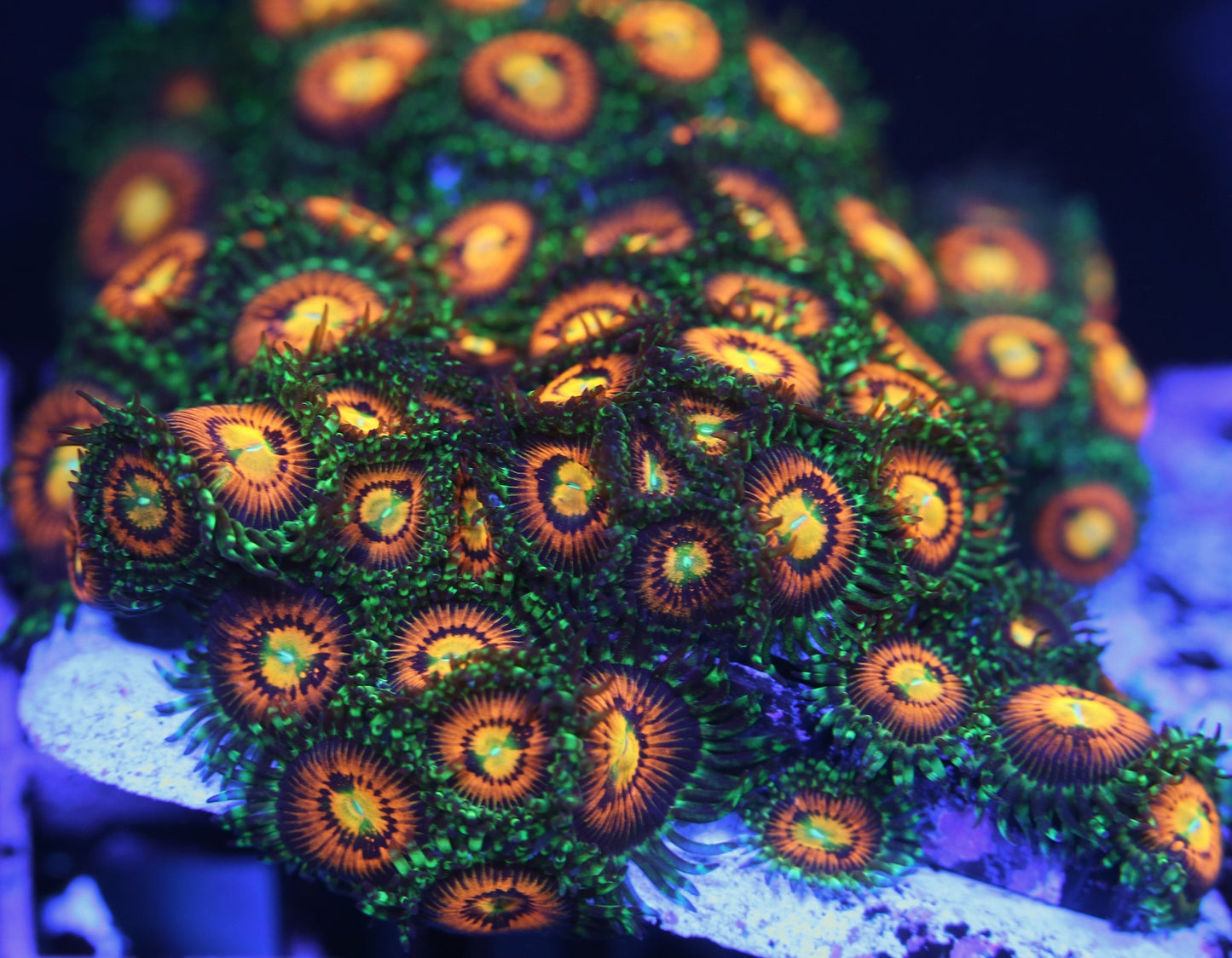 Rainbow Incinerator Zoanthids